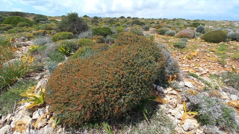Euphorbia melitensis photo 2