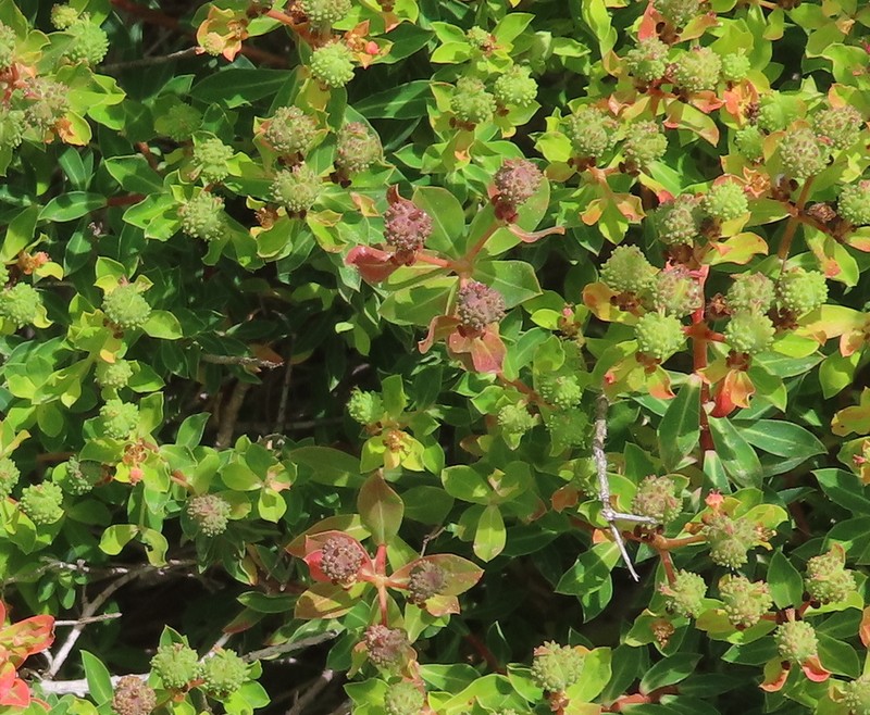 Euphorbia melitensis photo 3