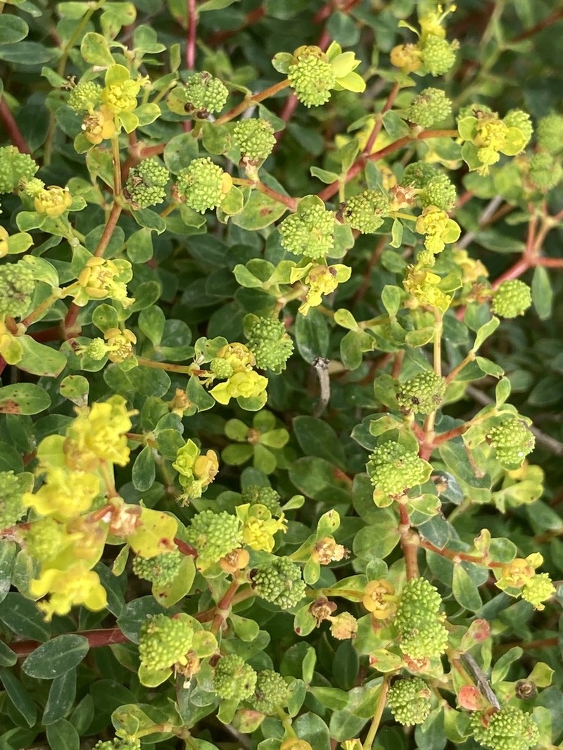 Euphorbia melitensis photo 4