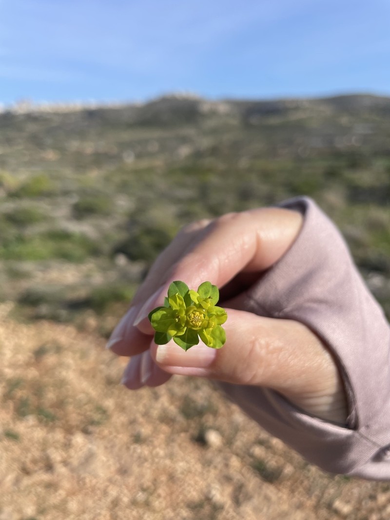 Euphorbia melitensis photo 5