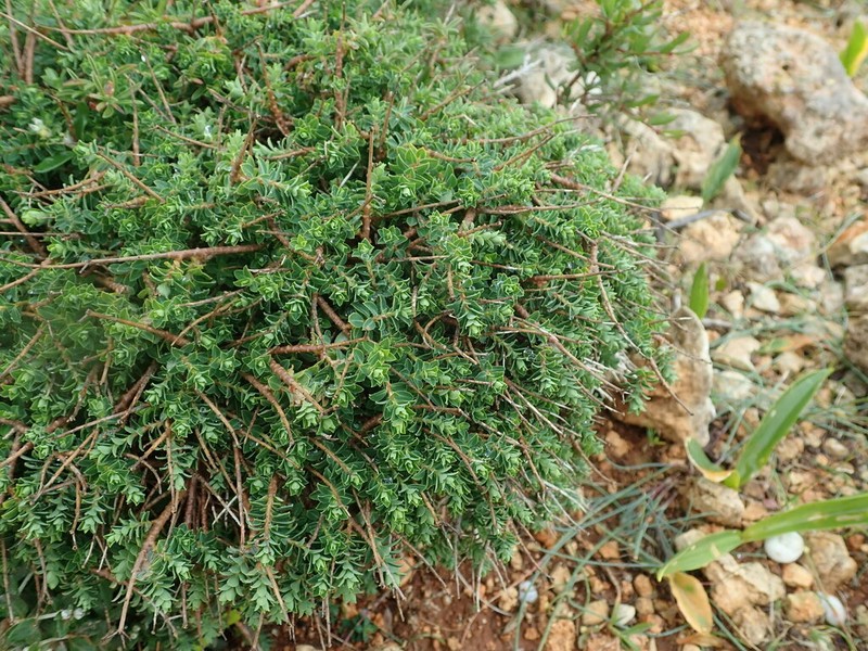 Euphorbia melitensis photo 6