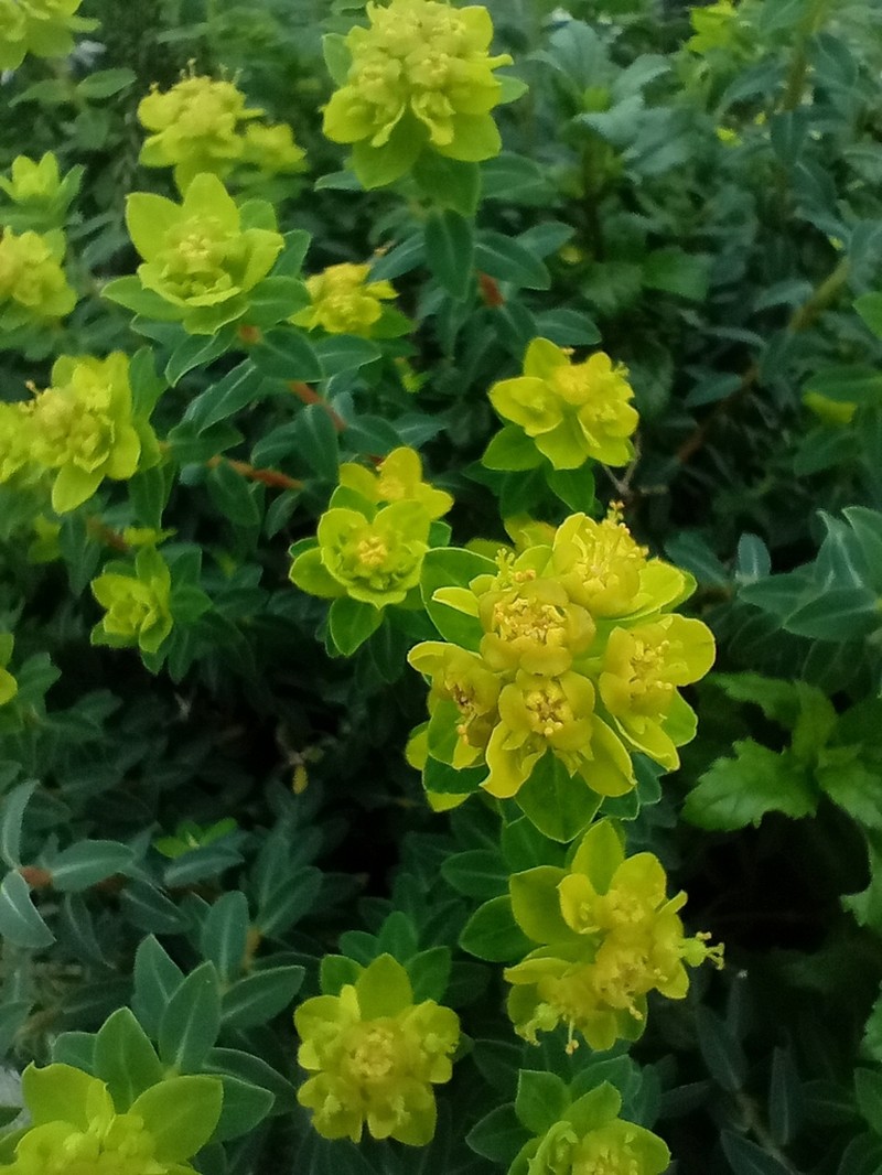 Euphorbia melitensis photo 7