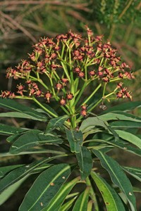Euphorbia mellifera