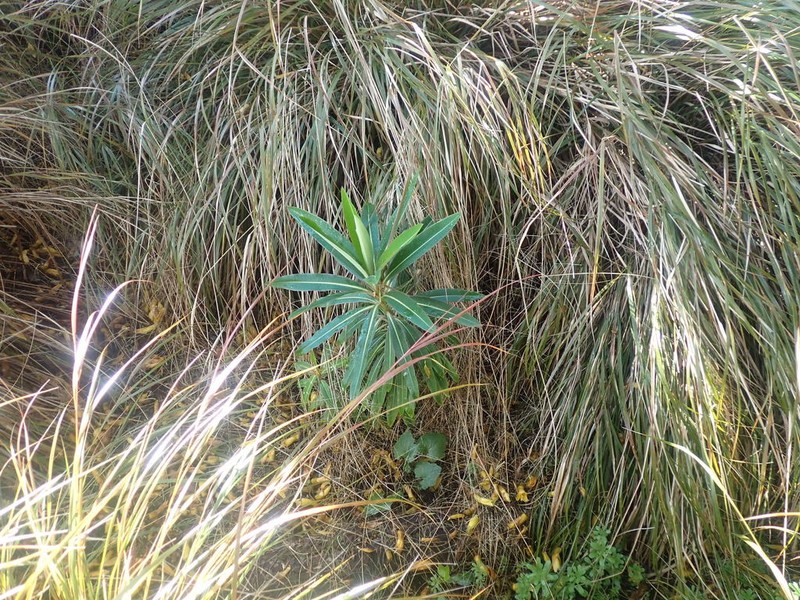 Euphorbia mellifera photo 2