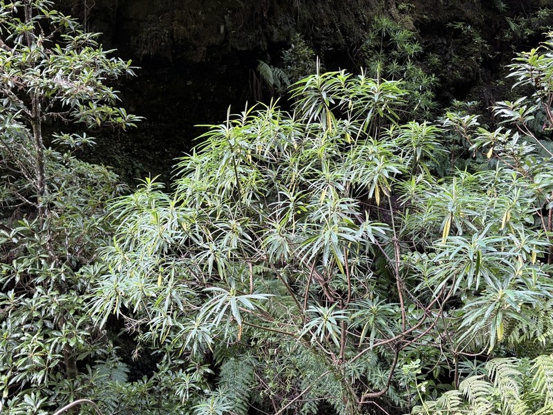 Euphorbia mellifera photo 4