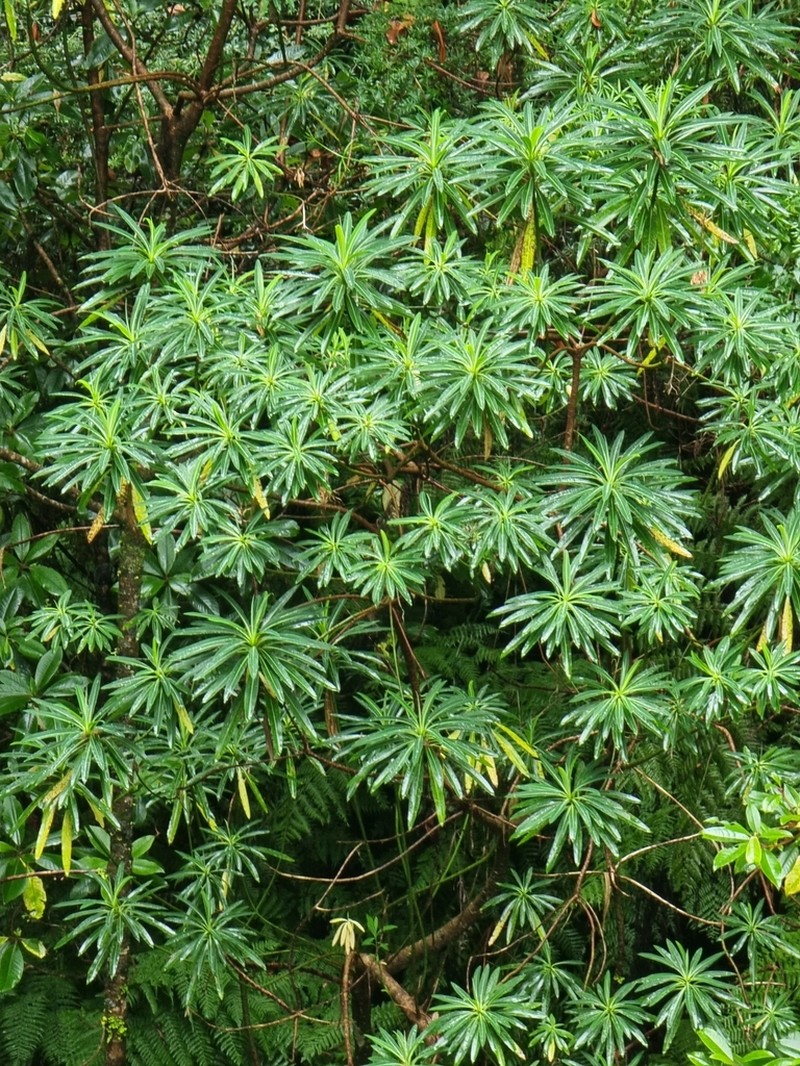 Euphorbia mellifera photo 5