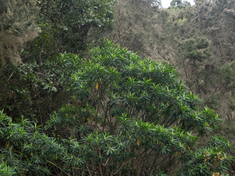 Euphorbia mellifera photo 6