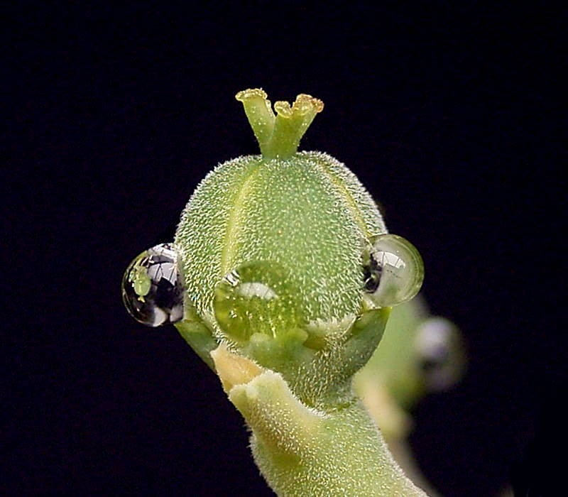 Euphorbia valida