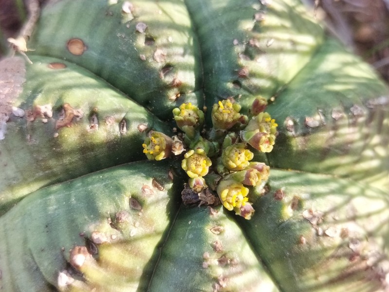 Euphorbia valida photo 2