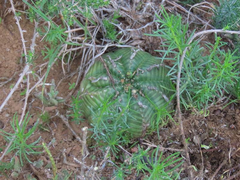 Euphorbia valida photo 3