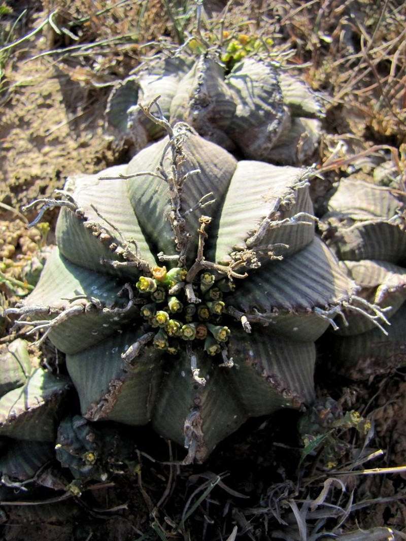 Euphorbia valida photo 4