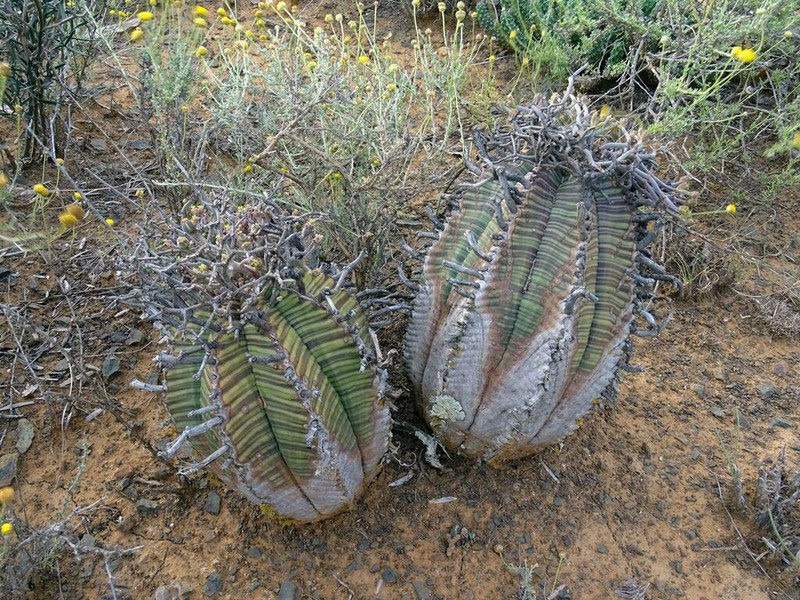 Euphorbia valida photo 5