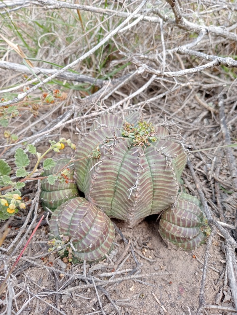 Euphorbia valida photo 6