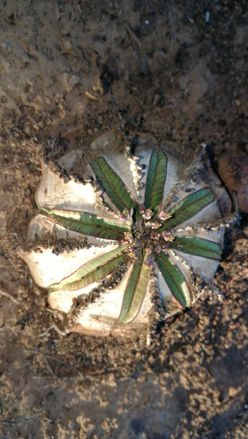 Euphorbia valida photo 7