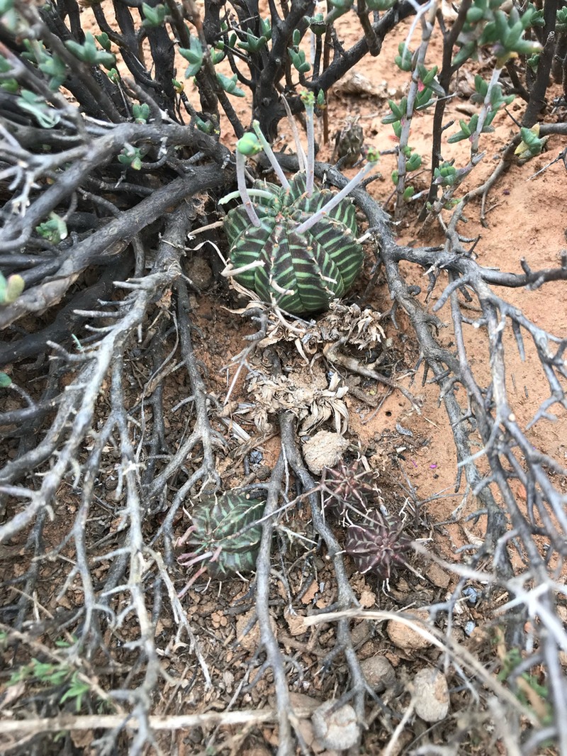 Euphorbia valida photo 8