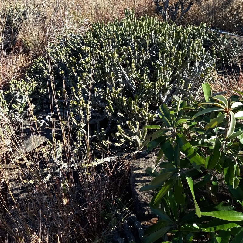 Euphorbia memoralis