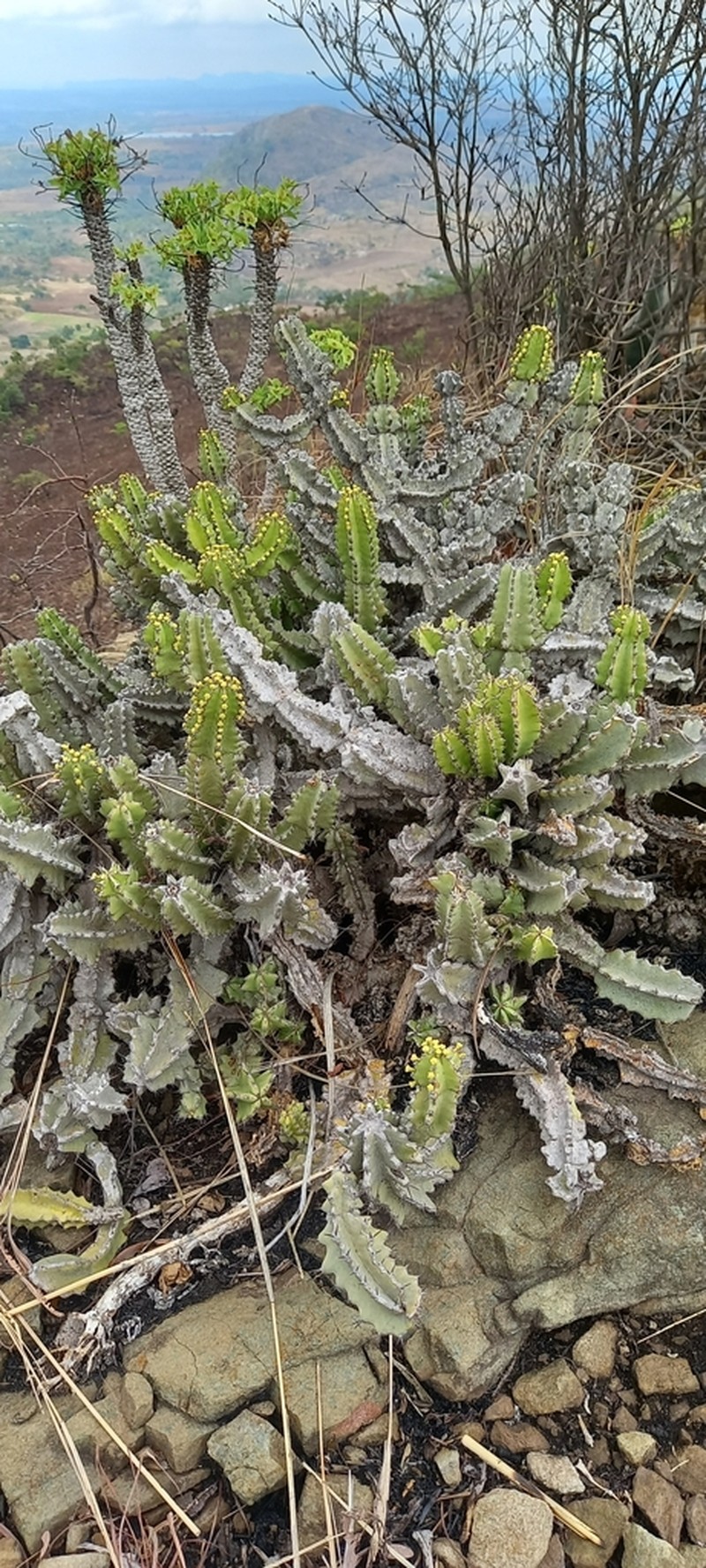 Euphorbia memoralis photo 2