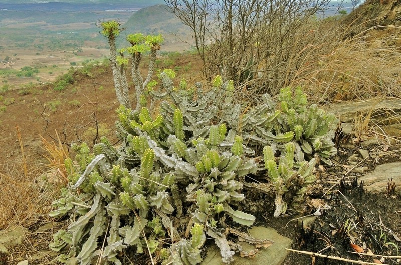 Euphorbia memoralis photo 3