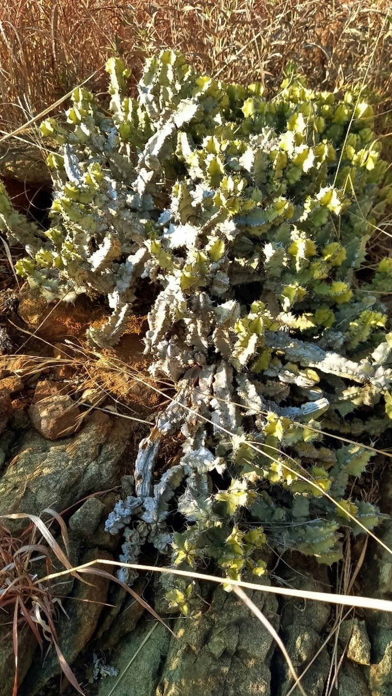 Euphorbia memoralis photo 4