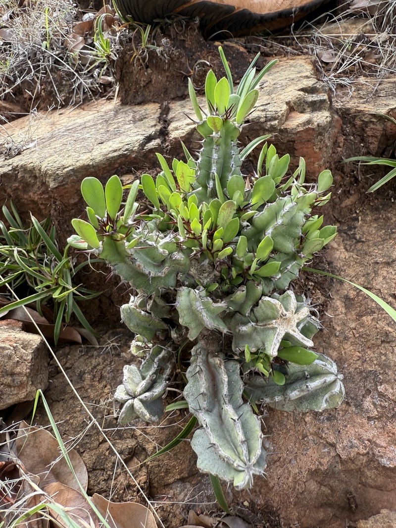 Euphorbia memoralis photo 5