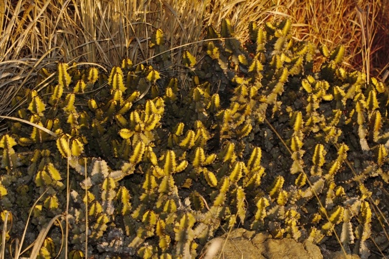 Euphorbia memoralis photo 6