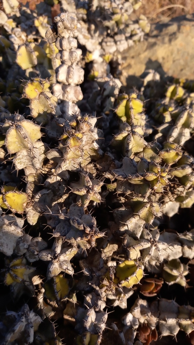 Euphorbia memoralis photo 7