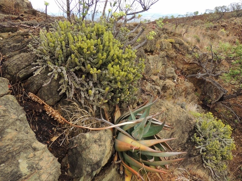 Euphorbia memoralis photo 8