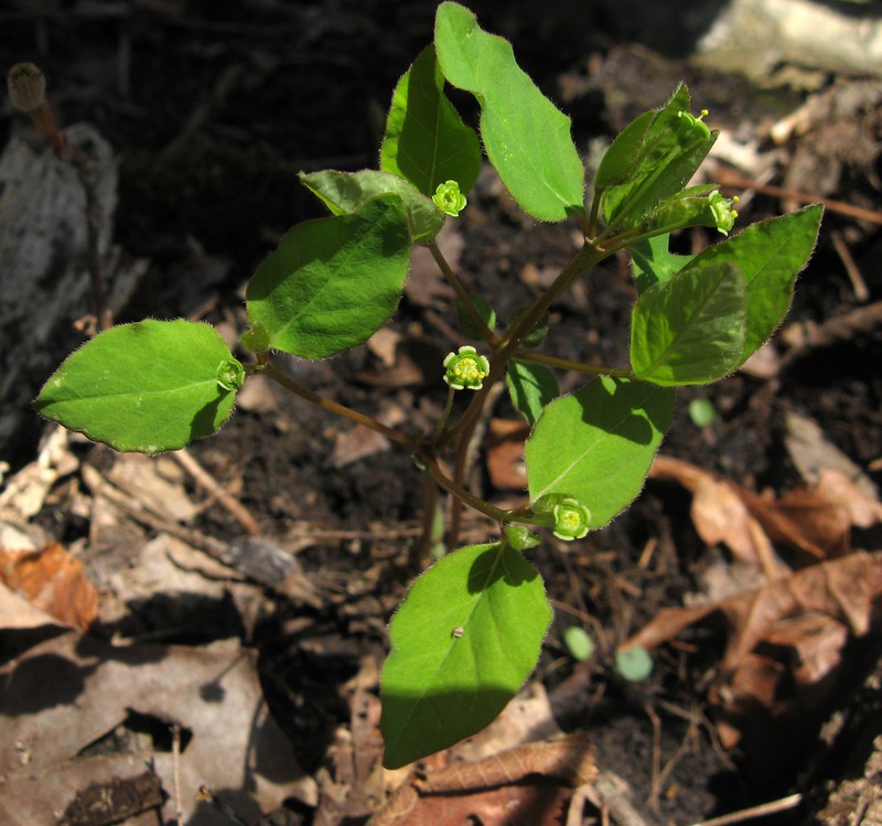 Mercury Spurge