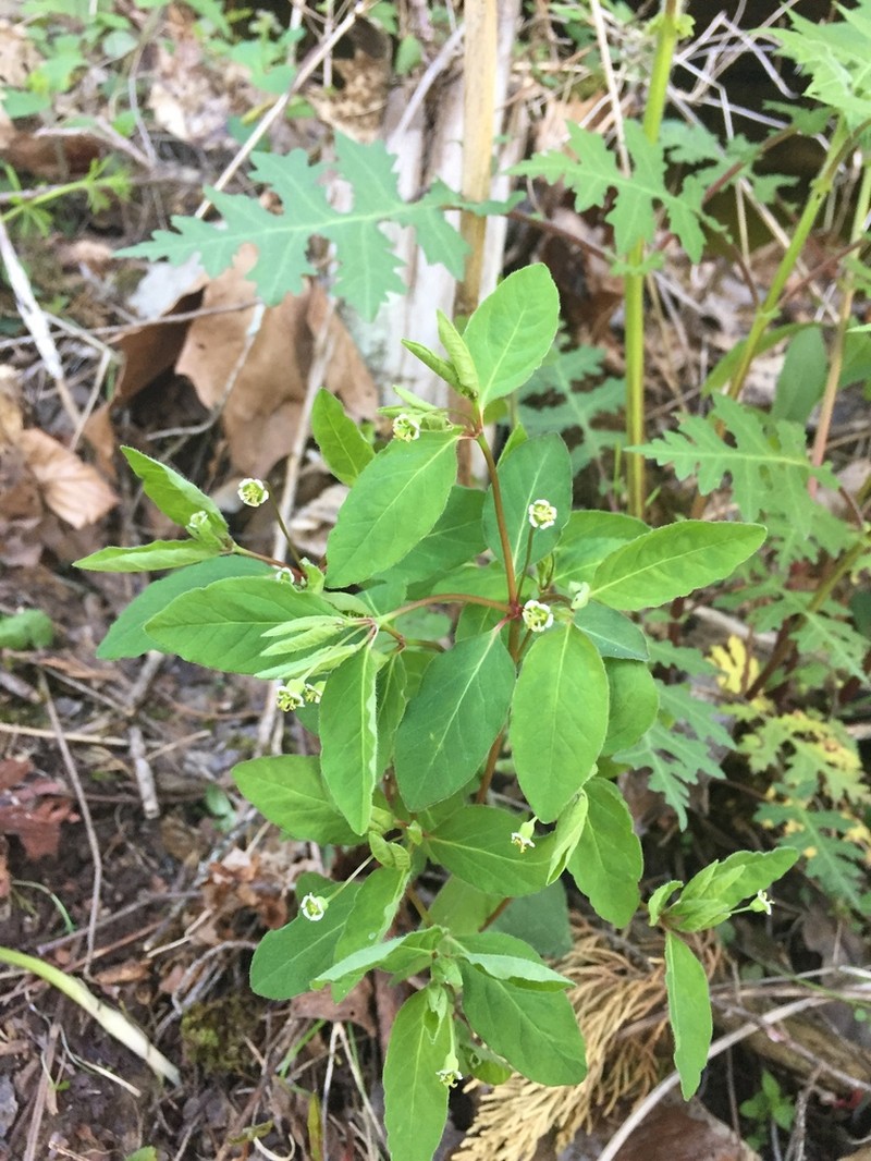Mercury Spurge