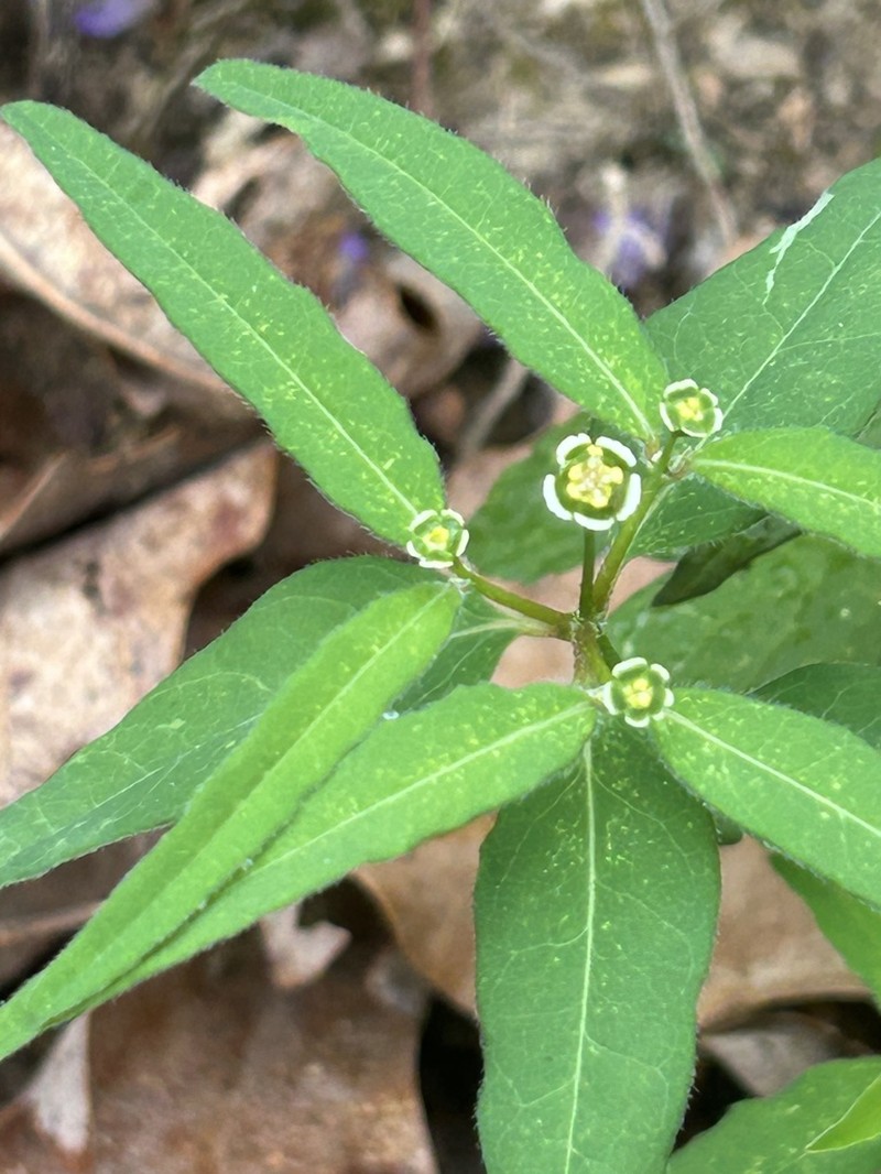 Mercury Spurge photo 2