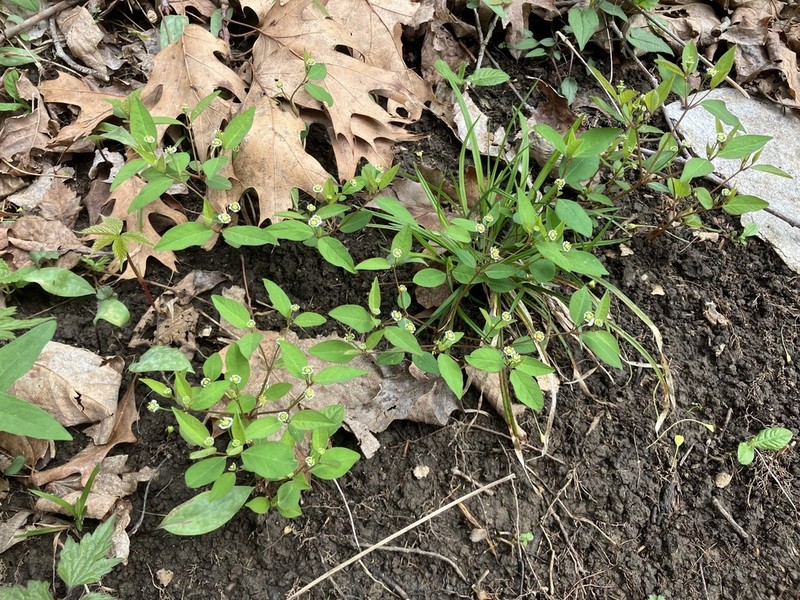 Mercury Spurge photo 3