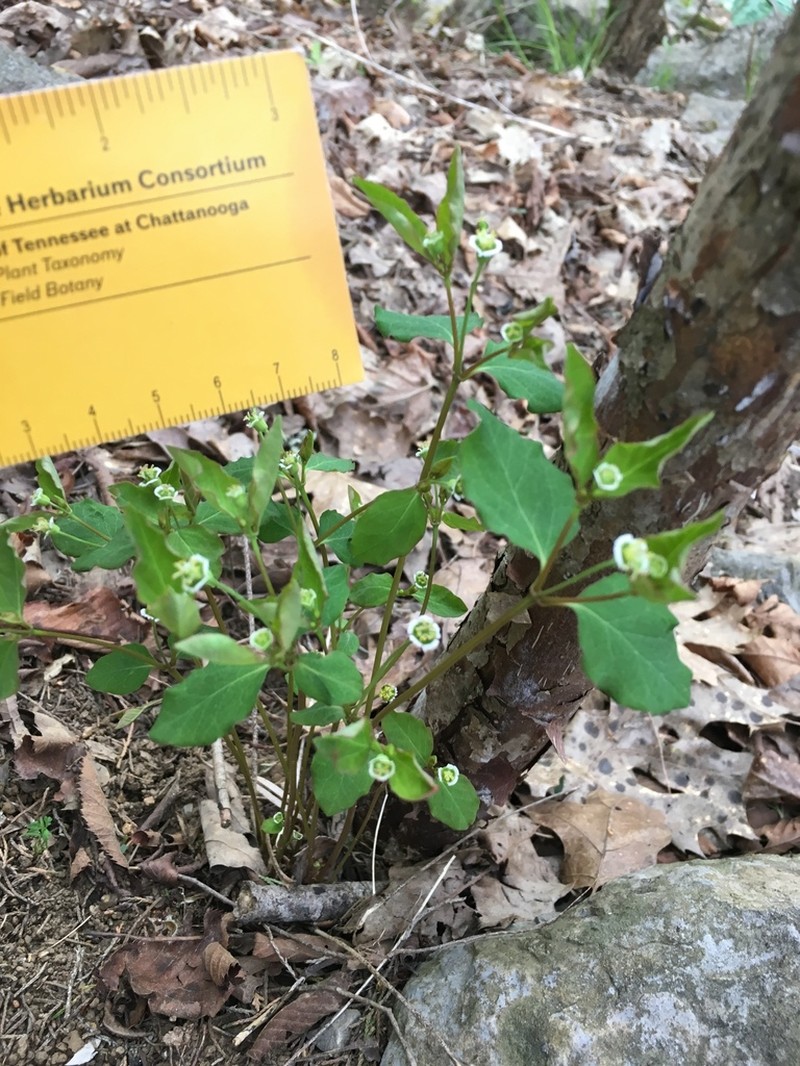 Mercury Spurge photo 4