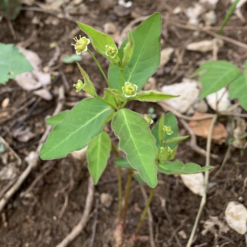 Mercury Spurge photo 5