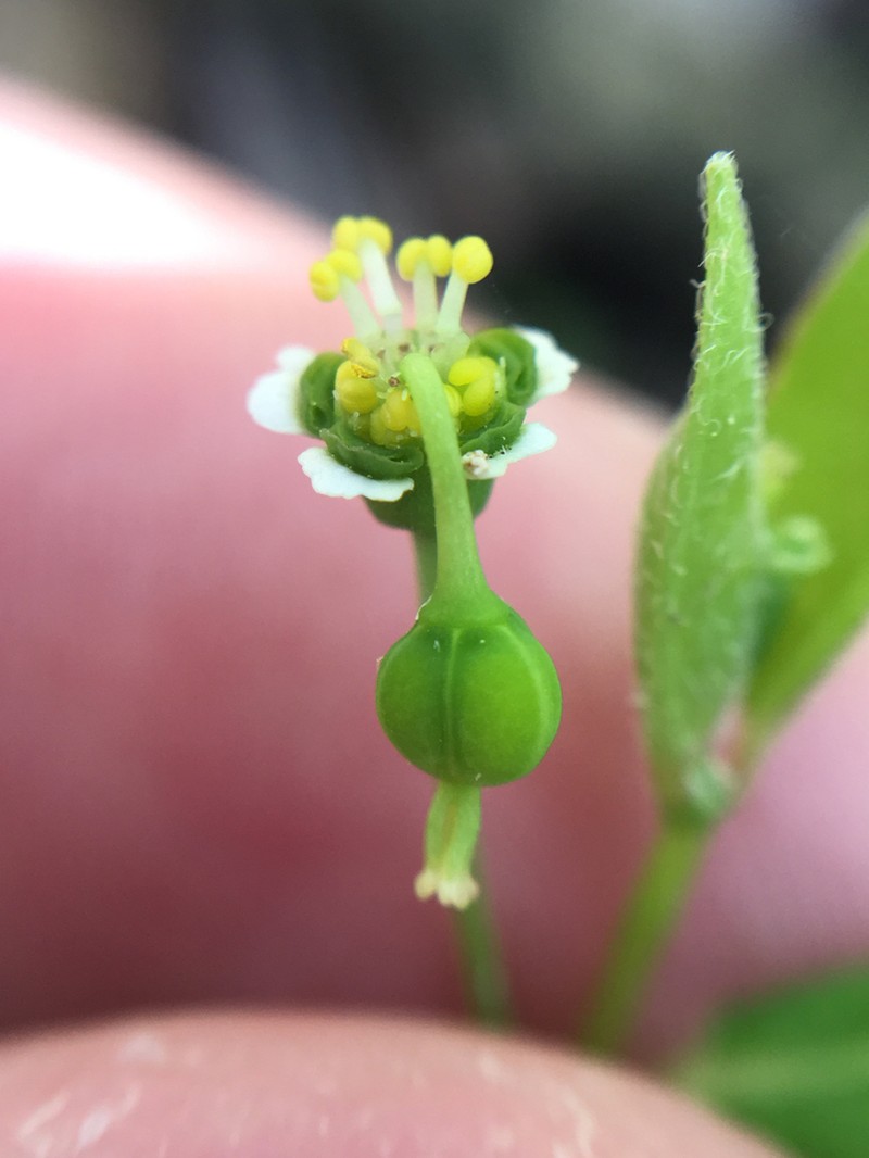 Mercury Spurge photo 6