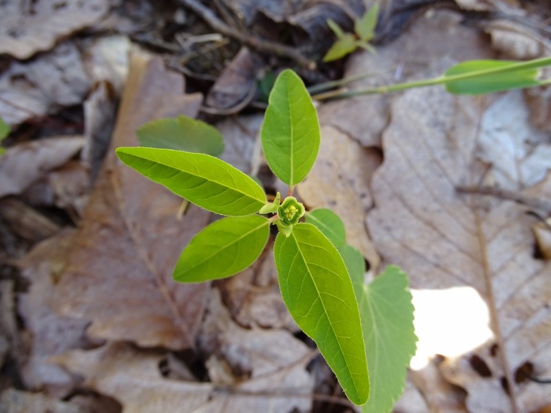 Mercury Spurge photo 7