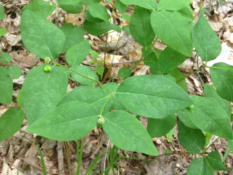 Mercury Spurge photo 8