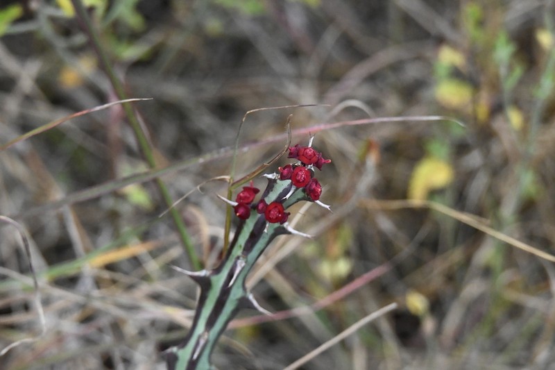 Euphorbia meridionalis photo 3
