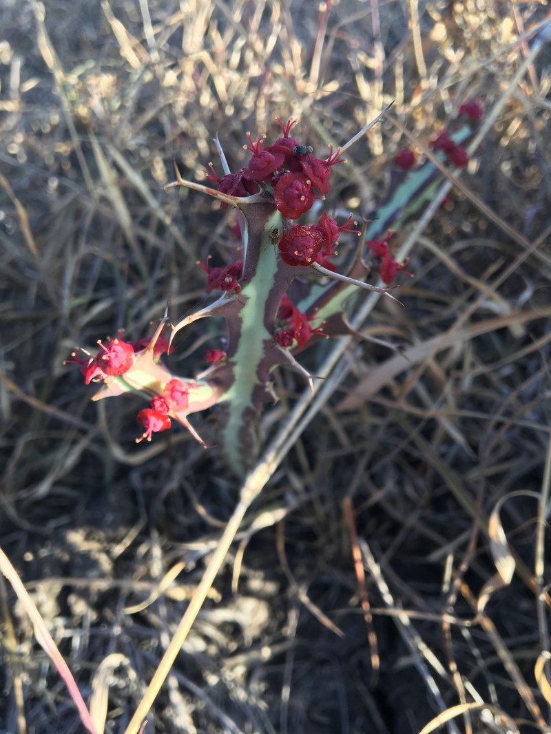 Euphorbia meridionalis photo 4