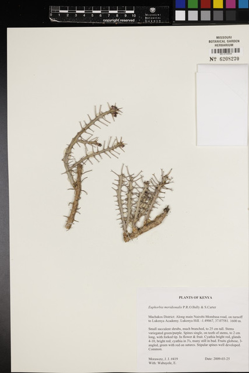 Euphorbia meridionalis photo 5