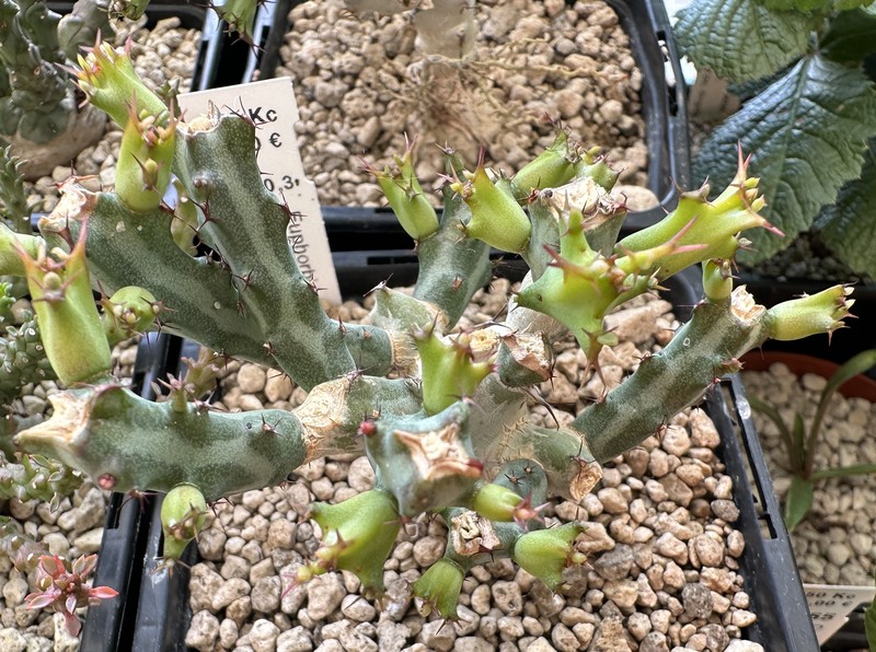 Euphorbia meridionalis