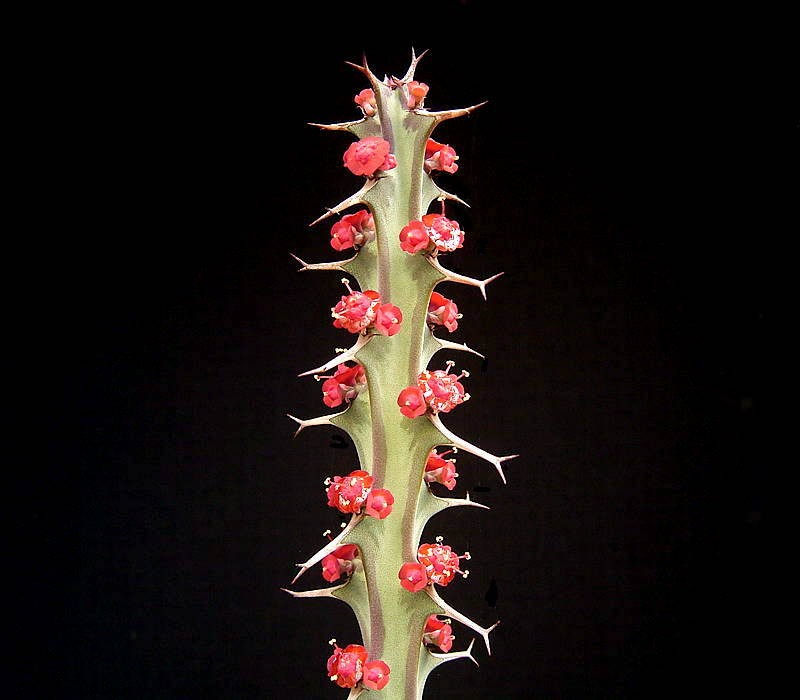 Euphorbia meridionalis photo 7