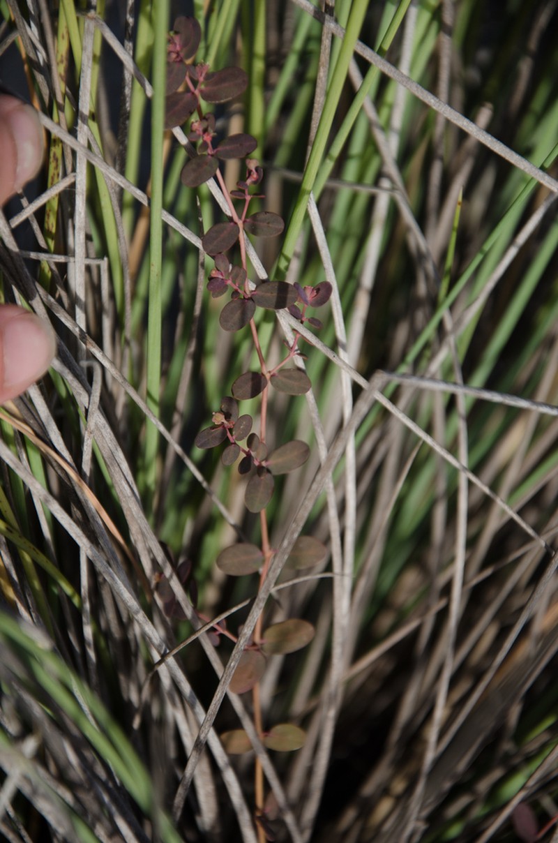 Euphorbia mertonii