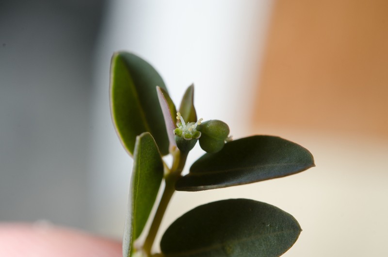 Euphorbia mertonii photo 2