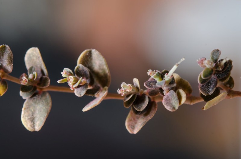 Euphorbia mertonii photo 5