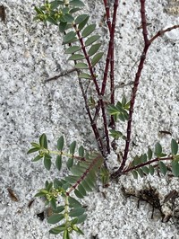 Euphorbia mesembryanthemifolia