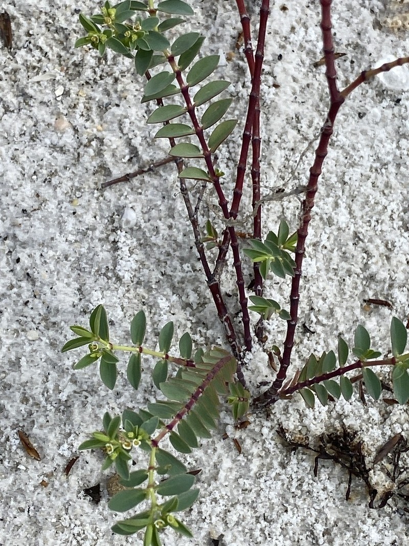 Euphorbia mesembryanthemifolia