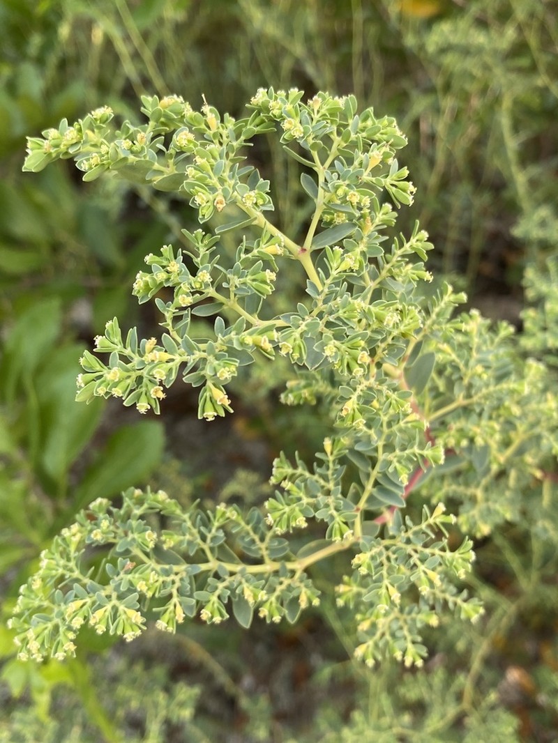 Euphorbia mesembryanthemifolia photo 2
