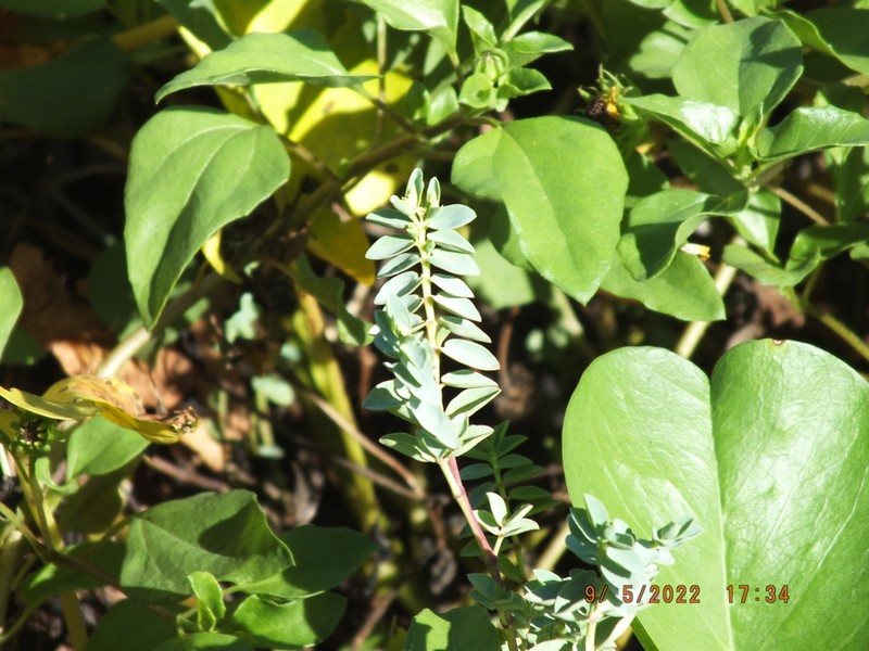 Euphorbia mesembryanthemifolia photo 3