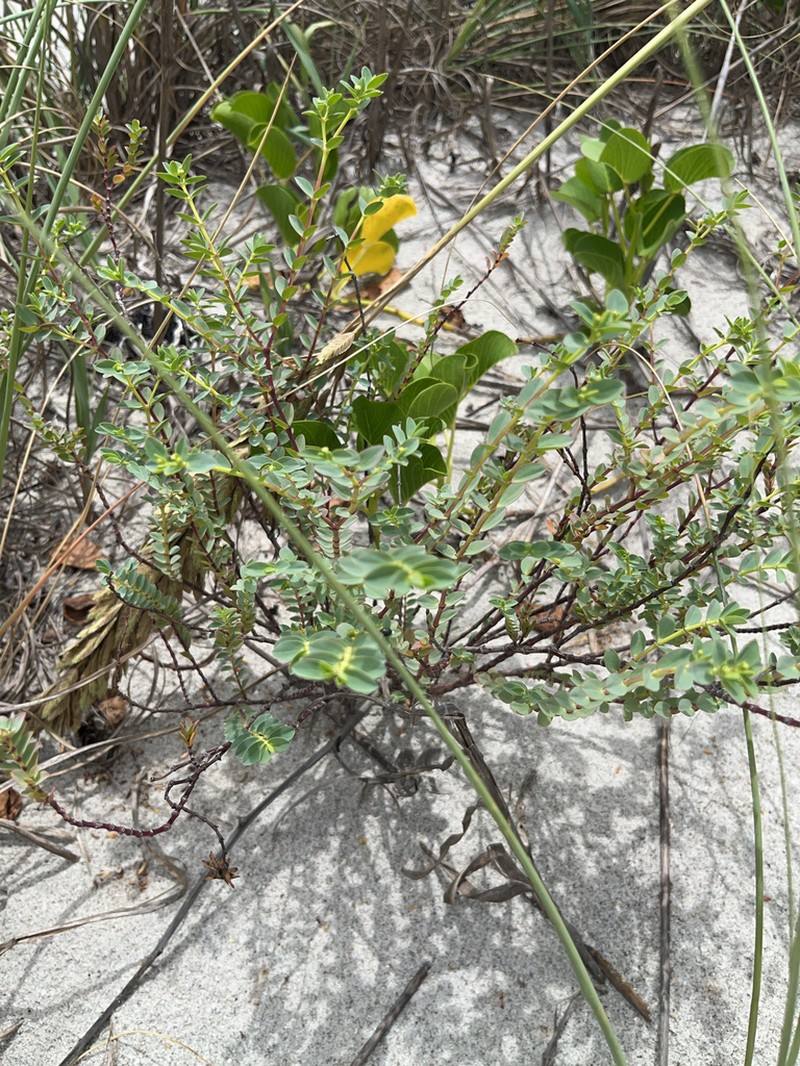 Euphorbia mesembryanthemifolia photo 4