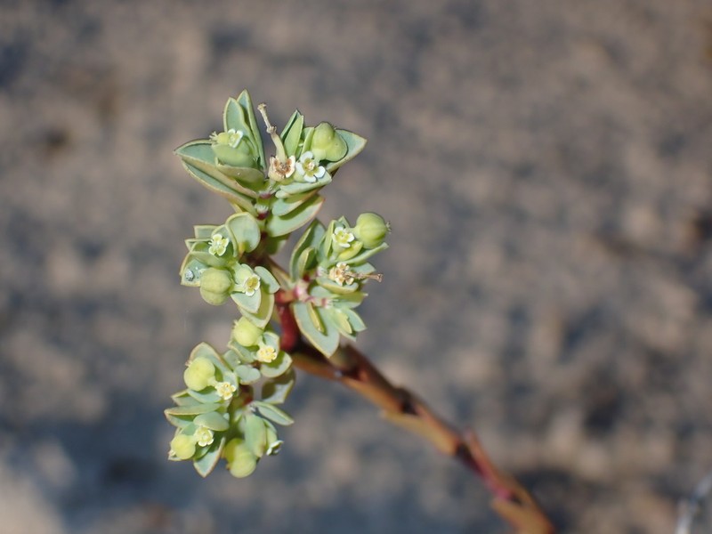 Euphorbia mesembryanthemifolia photo 5